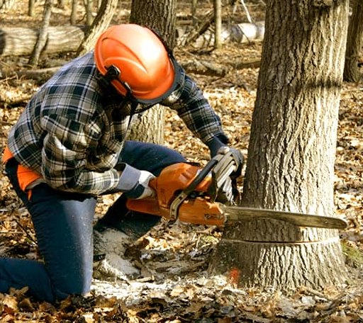 Tree Removal in Maidens, VA